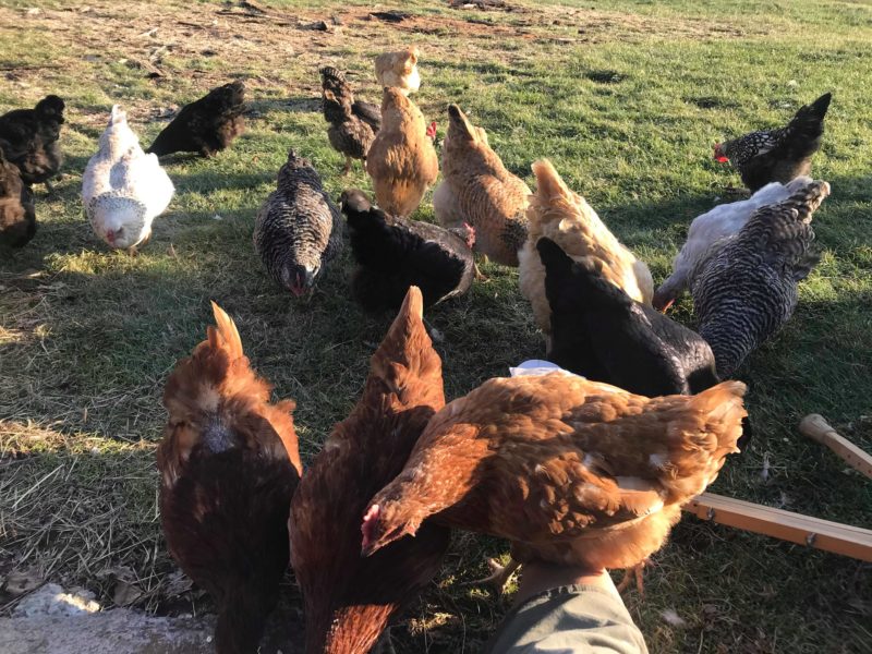 Visiting the flock after surgery