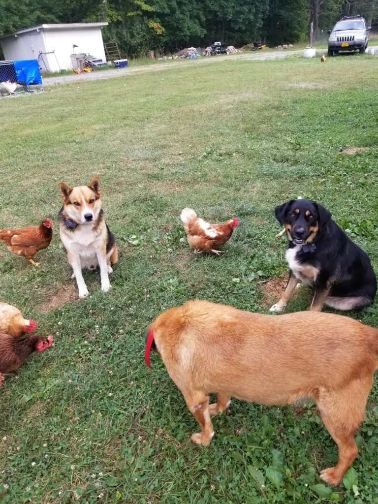 The brown dog, the fat dog, and the coyote