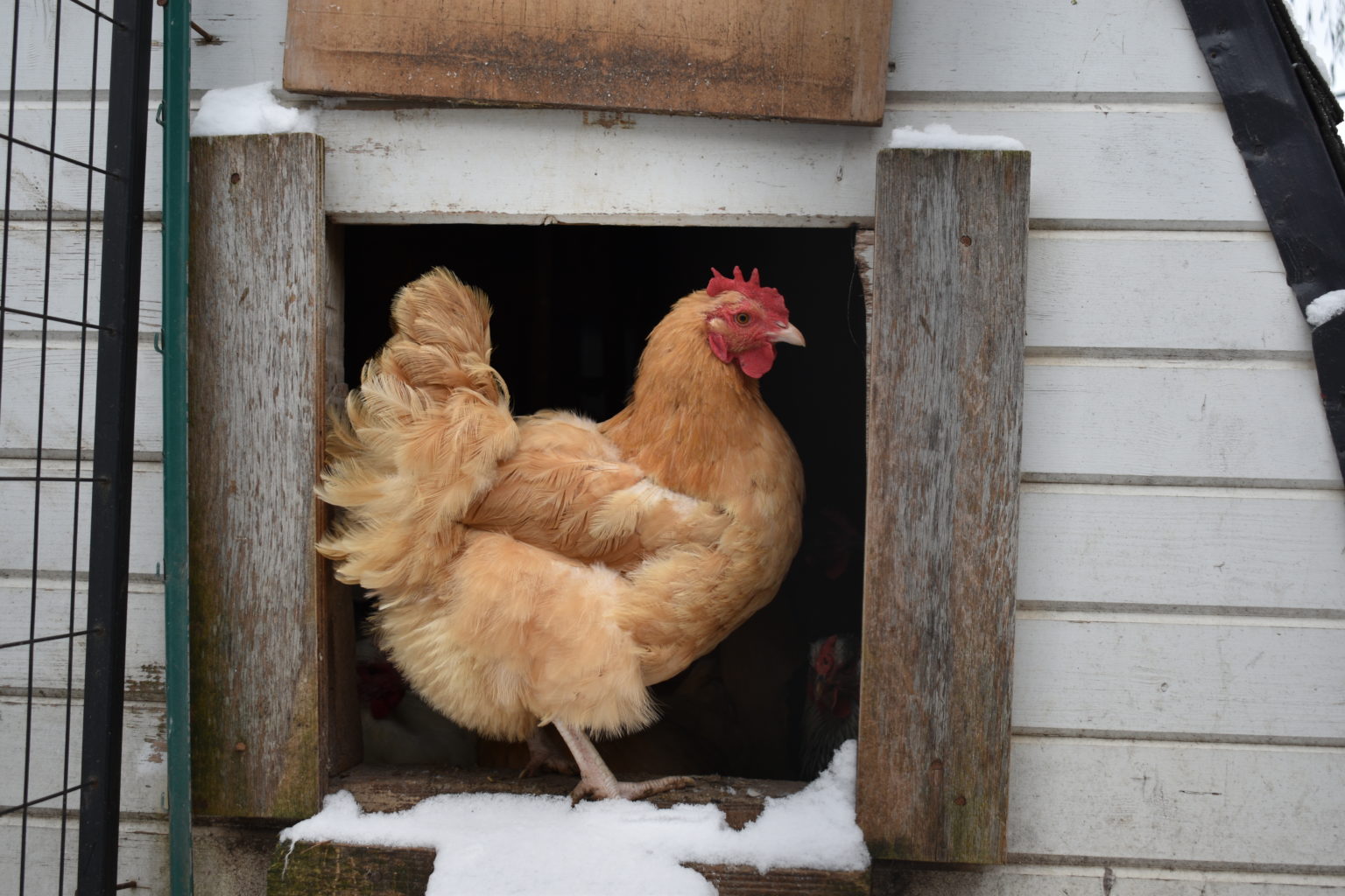 Should Chicken Coops Be Heated? Community Chickens