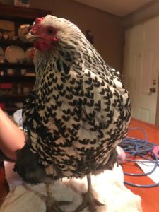 Ascites in backyard chickens
