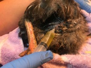 Draining ascites in chickens