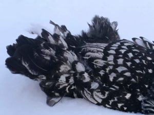 Ascites in backyard chickens