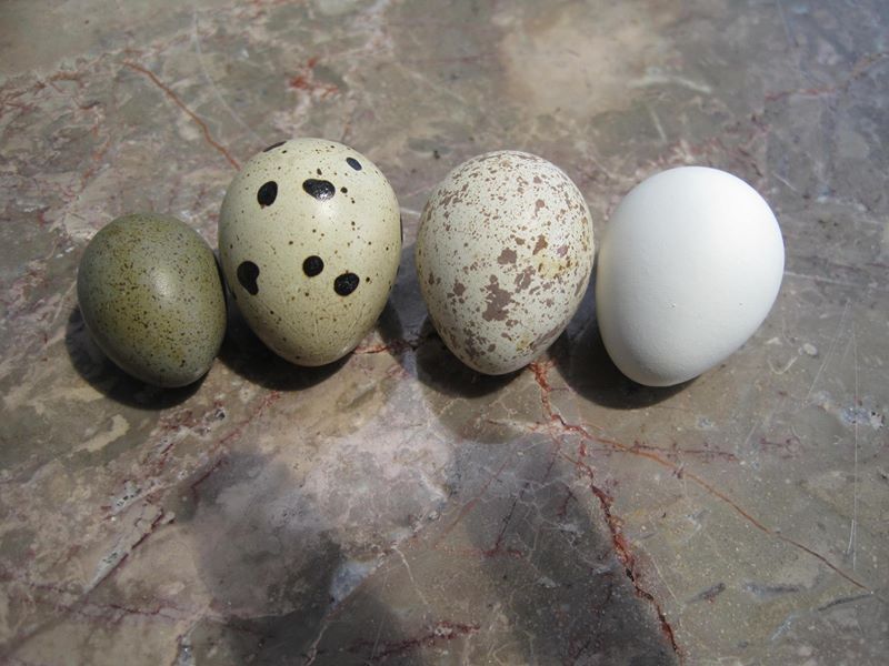 Choosing The Right Quail For You Community Chickens