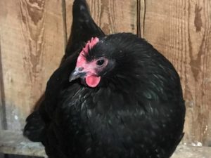 Breeding chickens with small combs