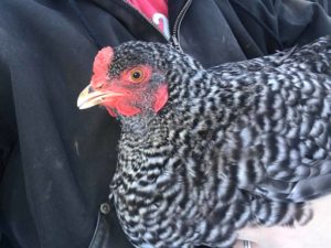 Chickens that lay green eggs