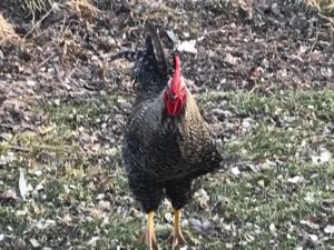 Selective breeding in backyard flocks