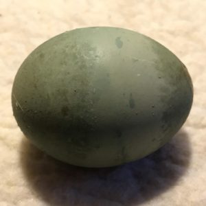 Green chicken eggs