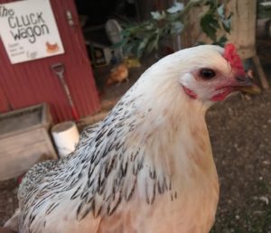 Selective breeding