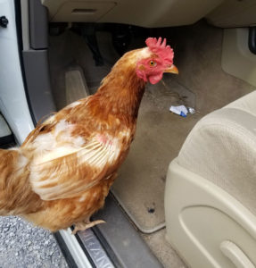 chicken trying to jump in car