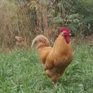 Rooster names