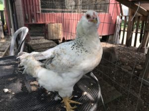 Weird chicken names