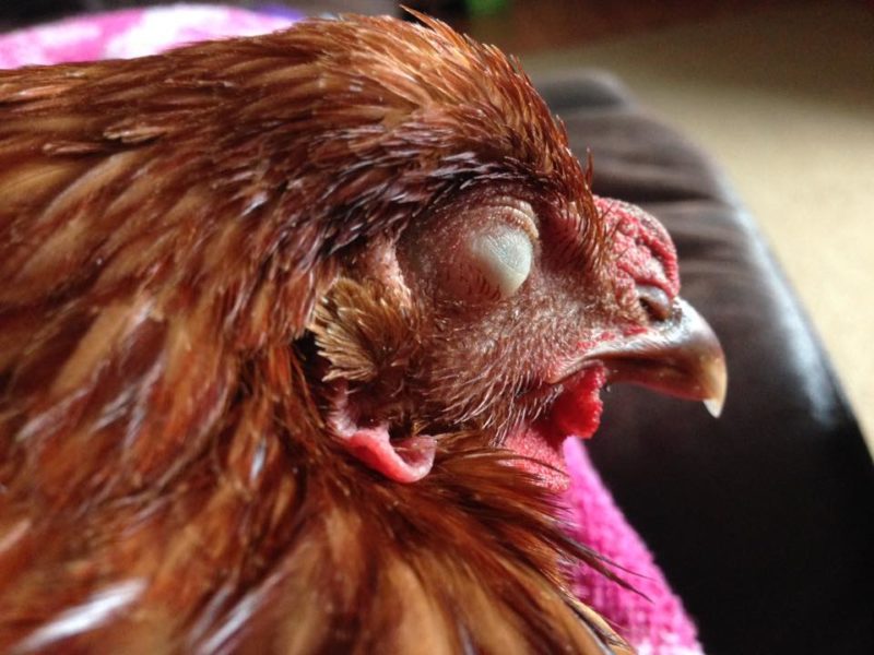 Euthanizing a sick chicken