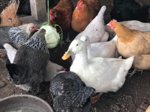 Keeping a mixed flock