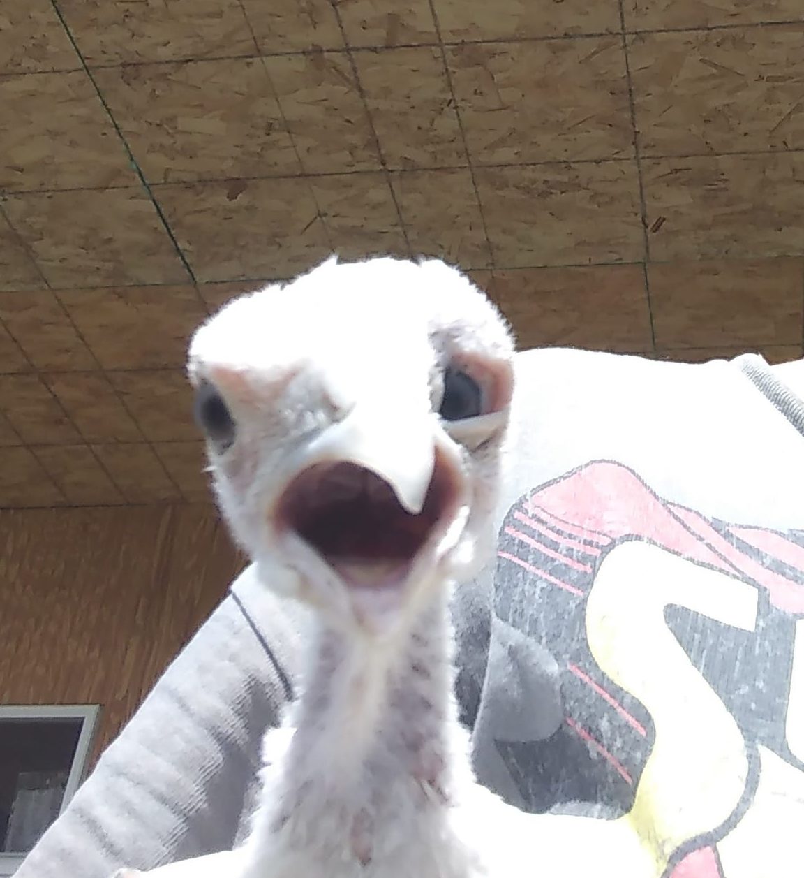 Common Chick Deformities Community Chickens