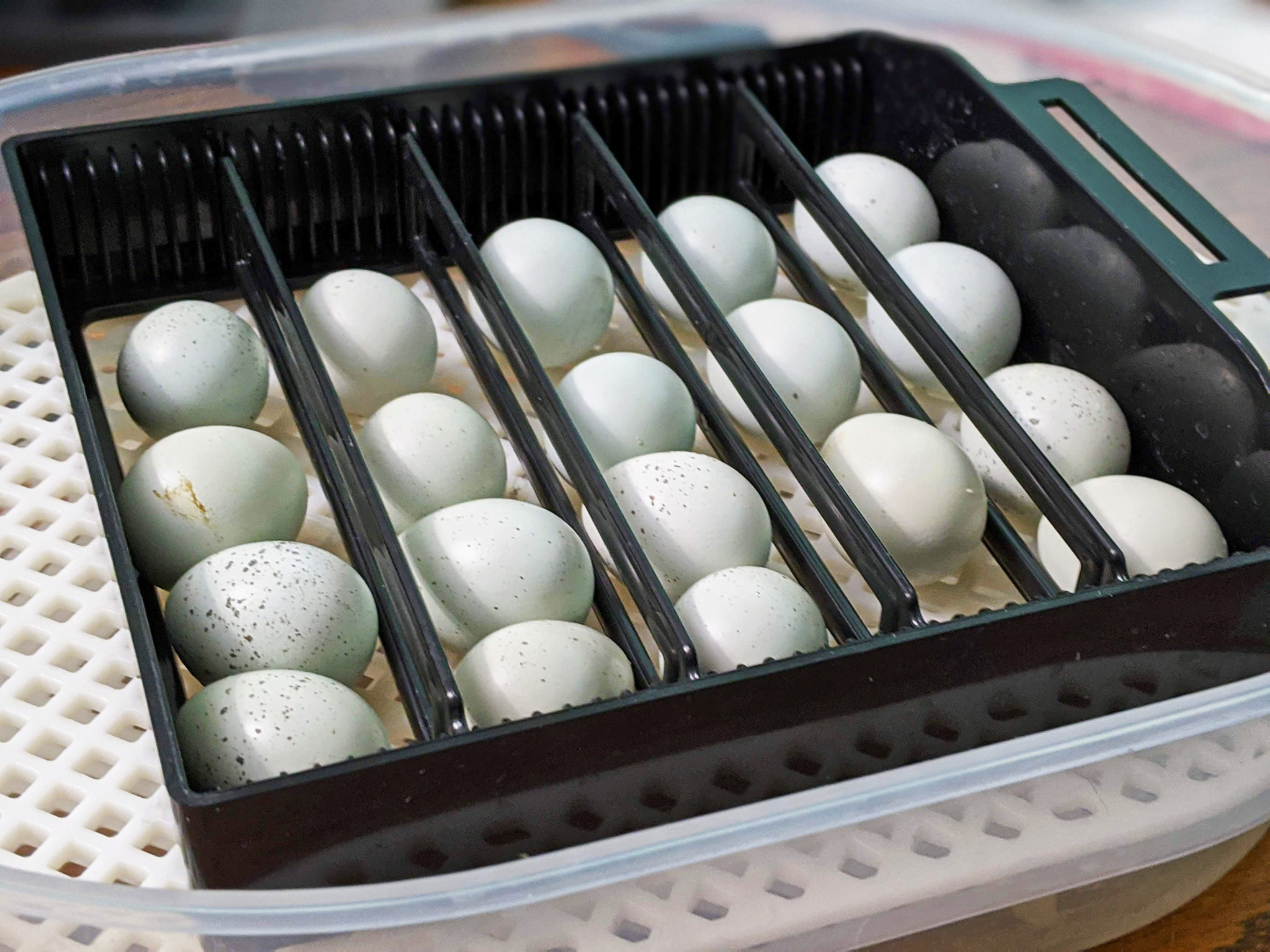 Incubating Coturnix Quail Eggs | Community Chickens