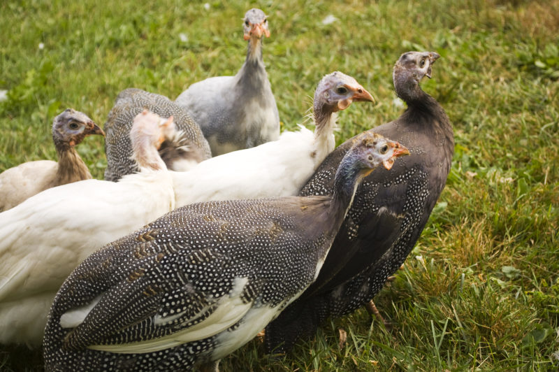 guineas-in-a-flock