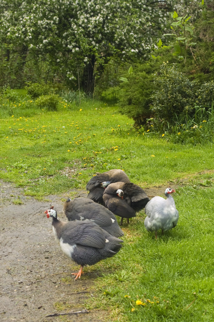 flock-of-guineas-near-forest