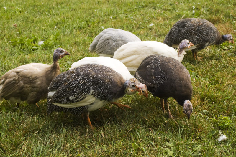 flock-of-guineas-foraging