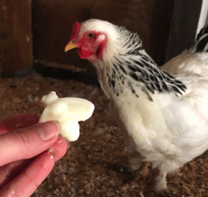 chicken-treat