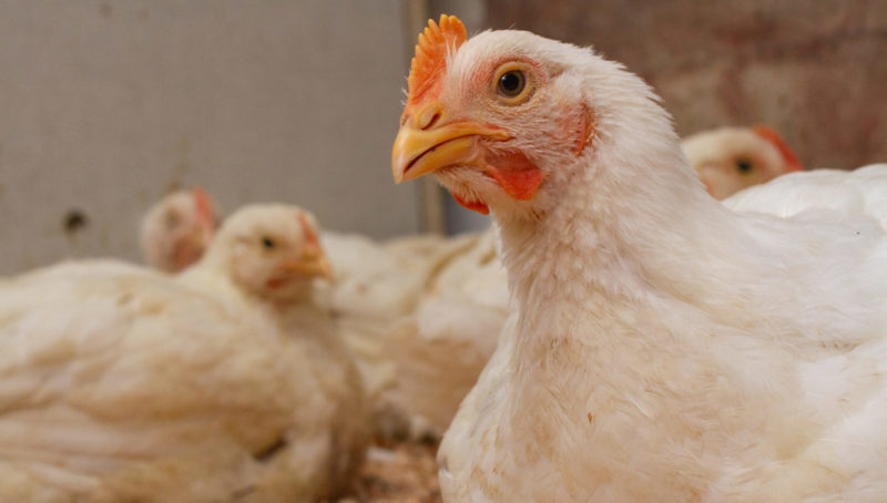 broiler-chickens