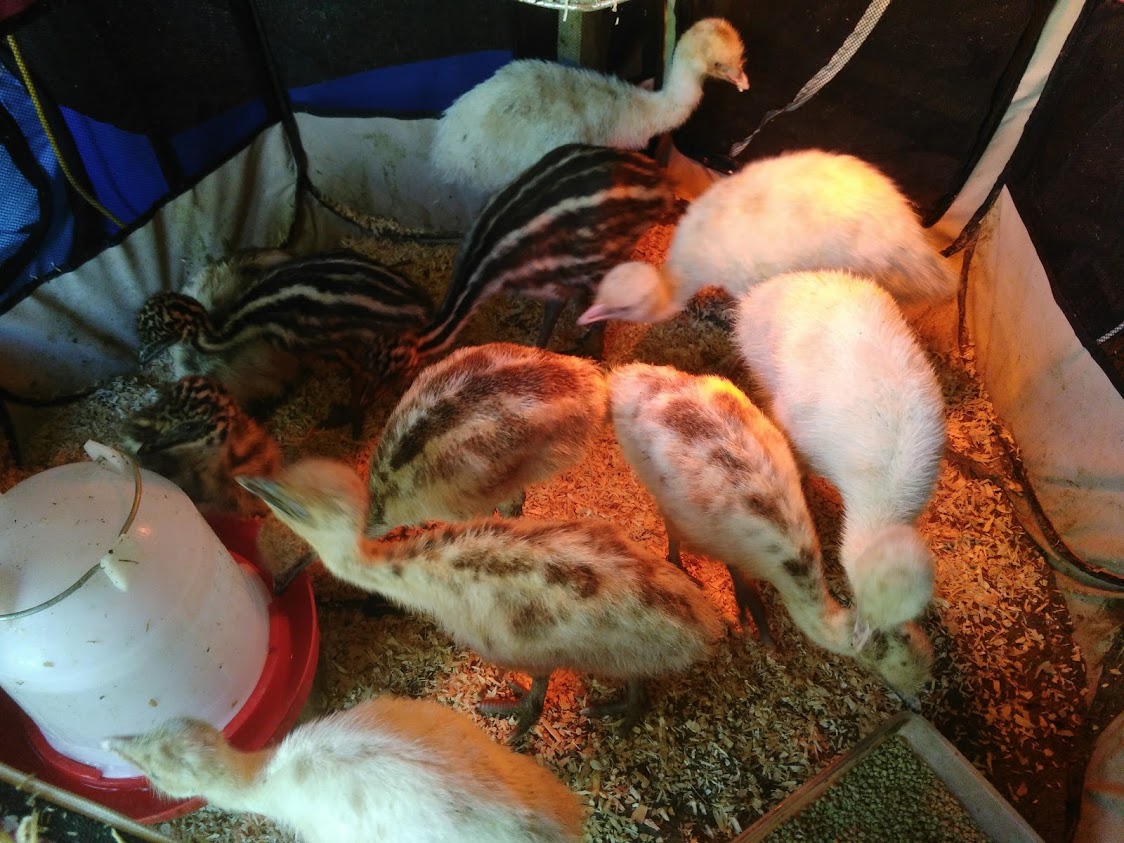 Raising Emu | Community Chickens