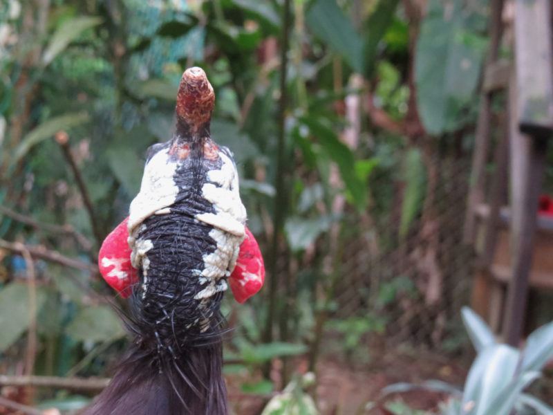 rear view of guinea fowl head