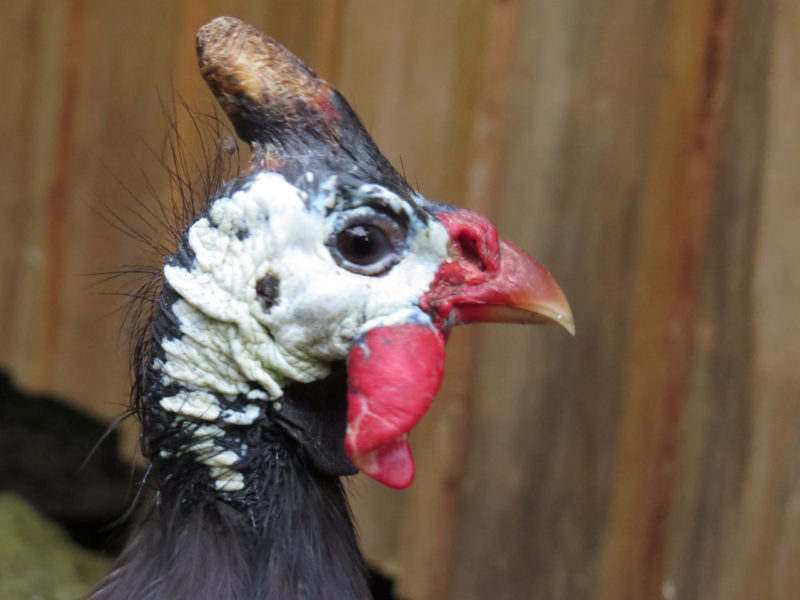 side profile of guinea fowl head