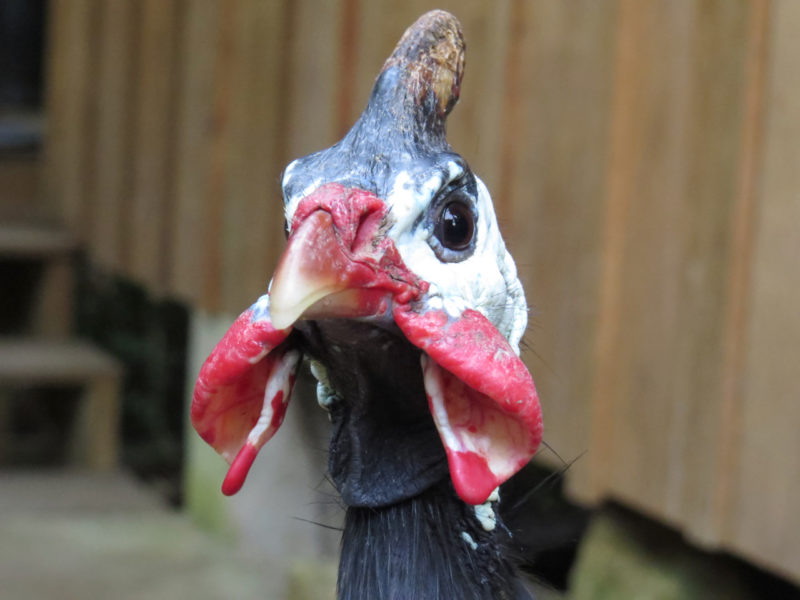 front view of guinea fowl head