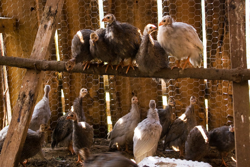 Guineas in a coop