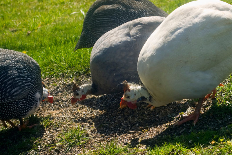 Guineas roaming