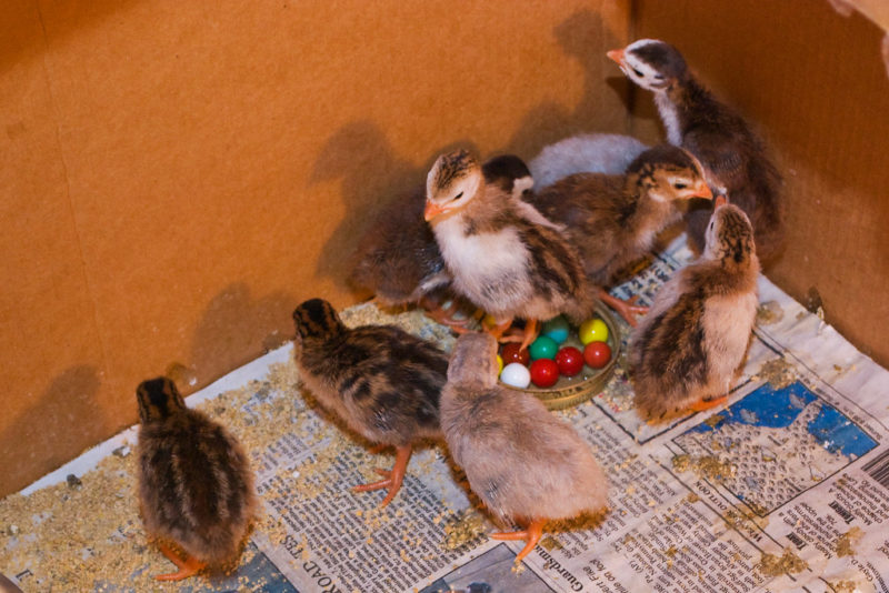 Keets housed in a TV box