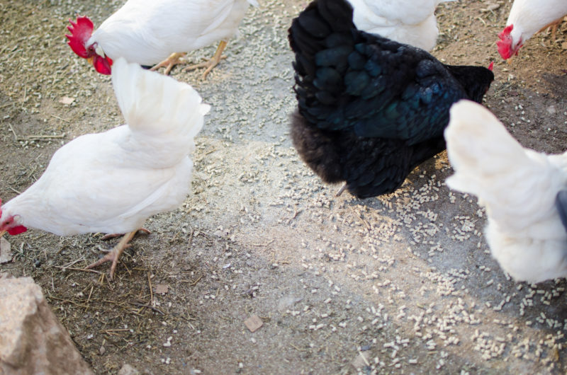 chicken pellet feed