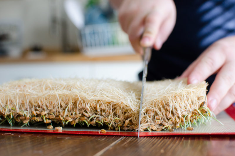 cutting fodder