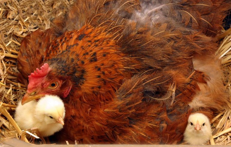 Broody Hens, Brooding Chicks | Community Chickens