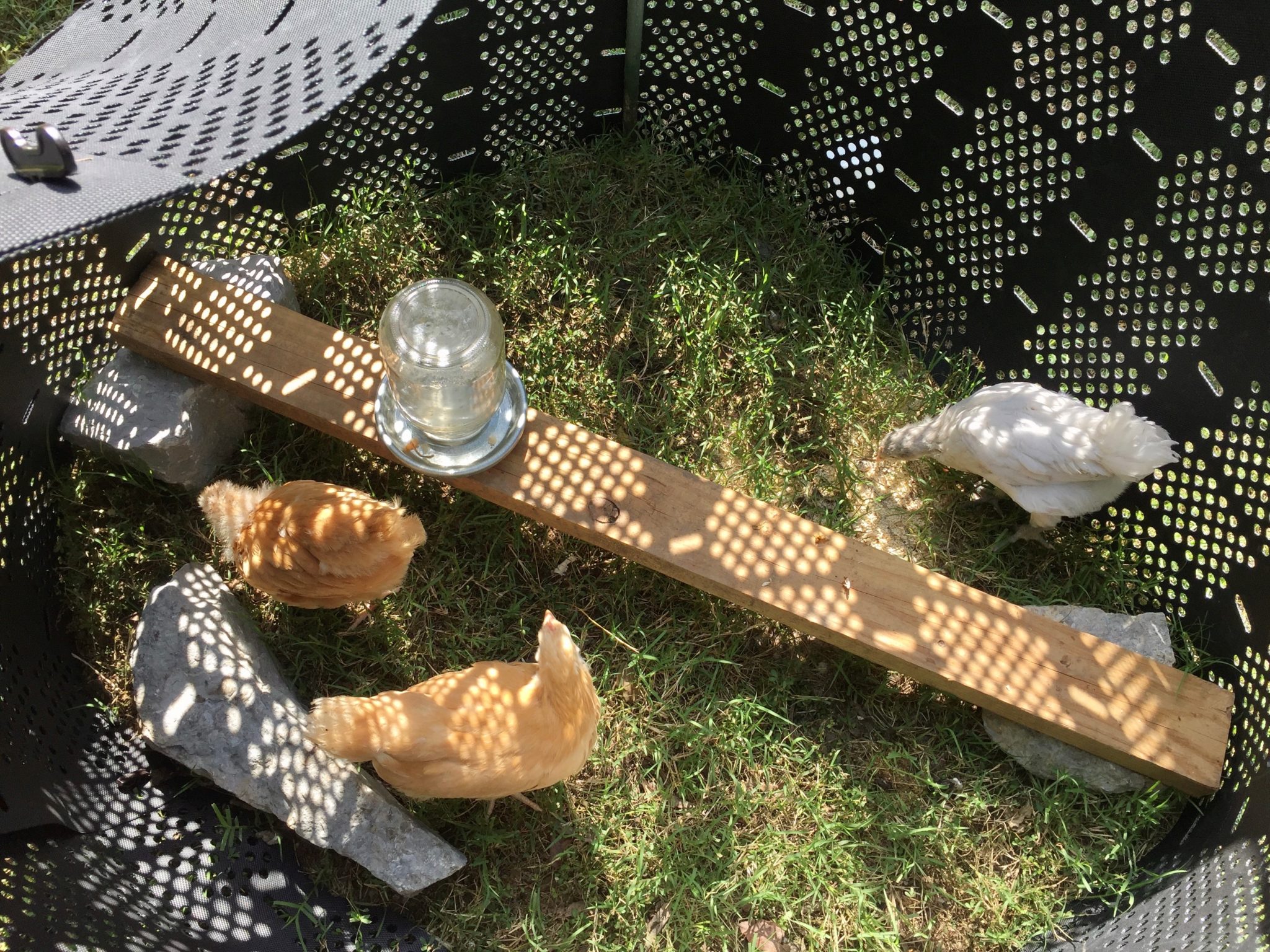 Make an Easy DIY Brooder | Community Chickens