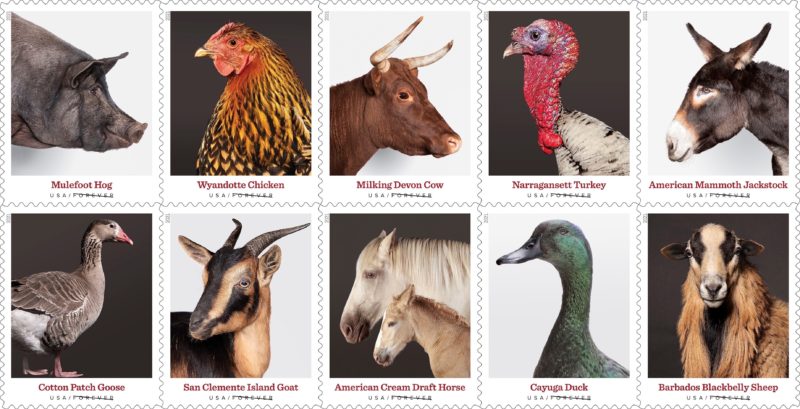 Heritage breed livestock stamps