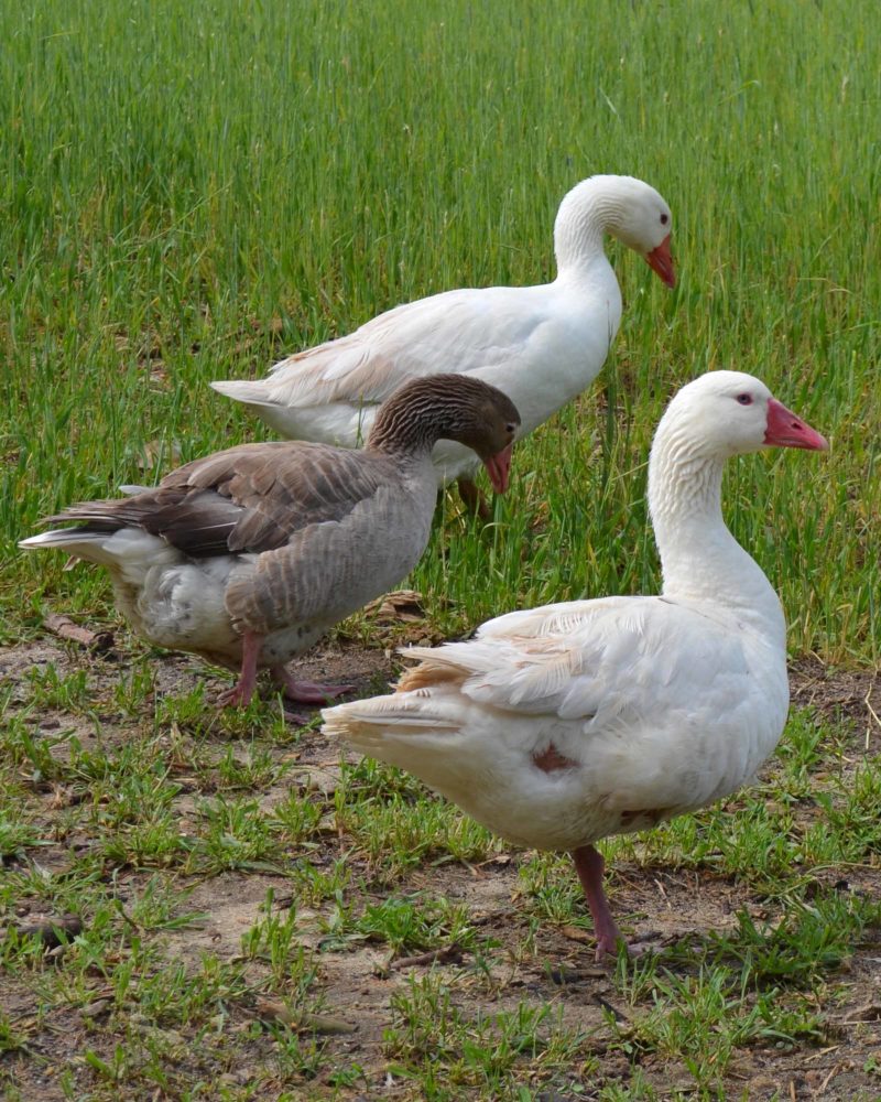 Cotton Patch geese trio