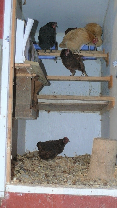 hens in coop