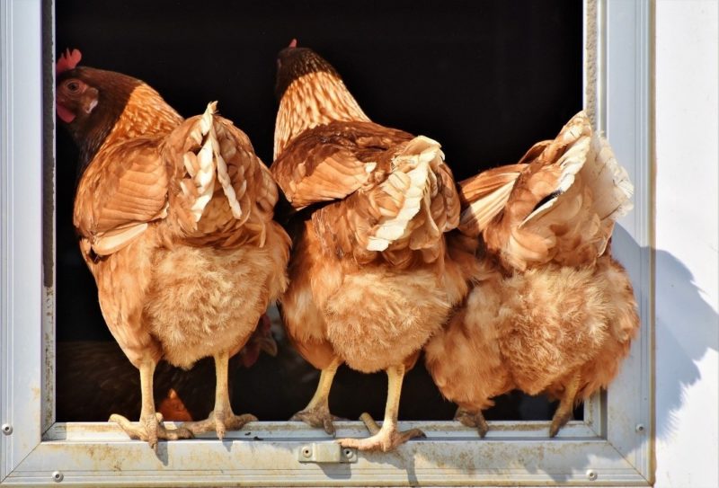 three tan hens