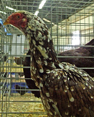 Shamo chicken, brown speckled