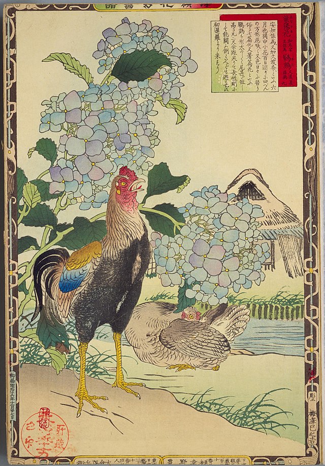 Shamo chicken, Japanese print