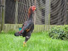 brown shamo chicken