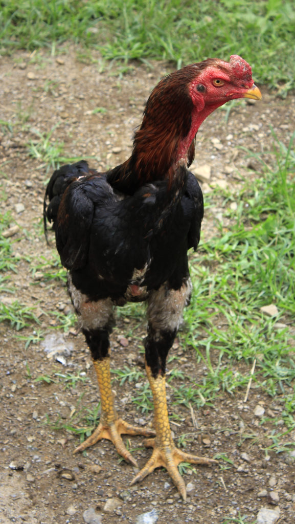 brown Shamo chicken