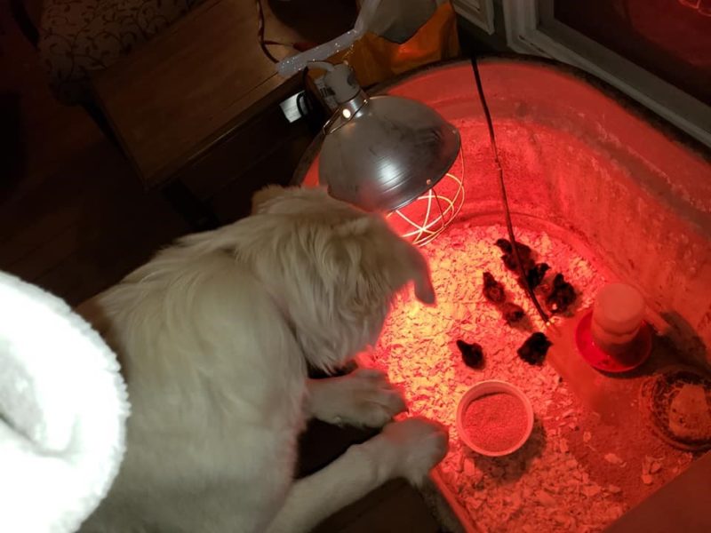 great pyrenees puppy looking at chicks