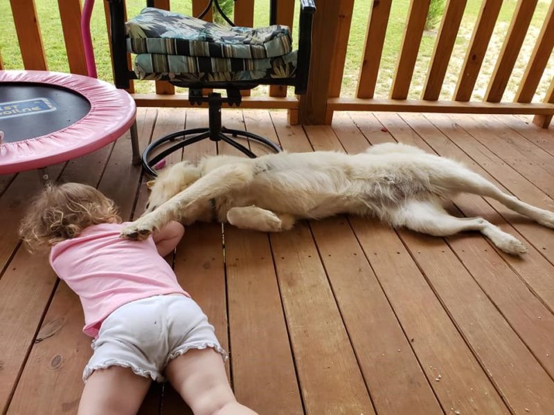 Great Pyrenees with a toddler