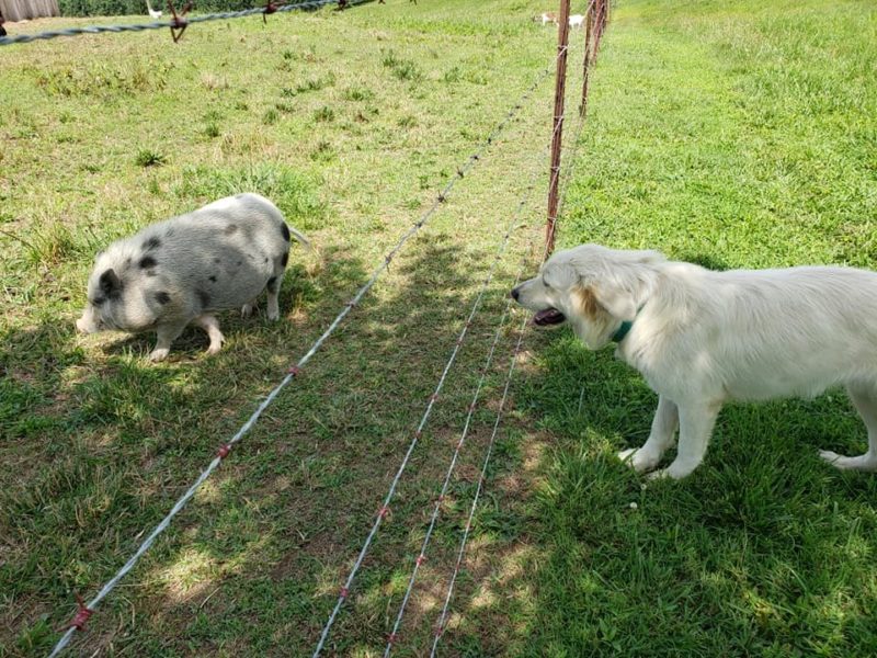 great pyrenees with mini pig