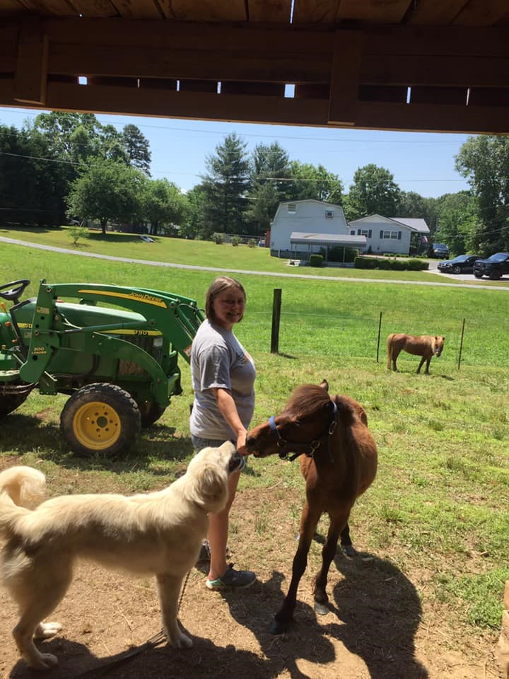 great pyrenees with pony
