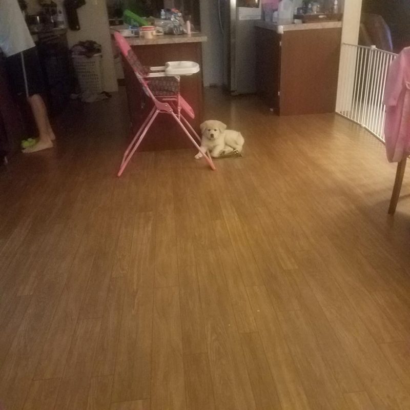 great pyrenees puppy
