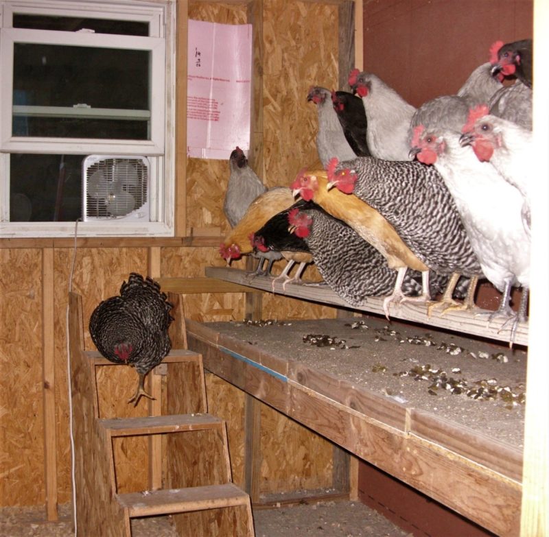 chickens in a coop