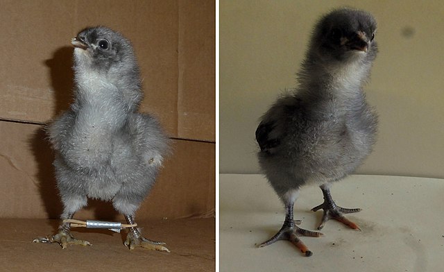 chick with leg braces
